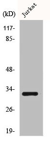 Anti-CD300LF
