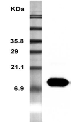 Anti-Resistin (mouse), clone MRES 06