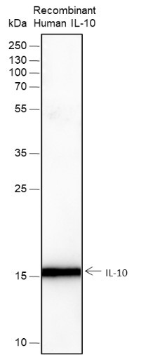 Anti-Recombinant IL-10, clone A262