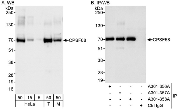 Anti-CPSF68