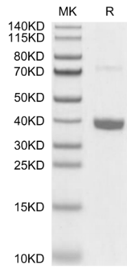 MFAP4, His &amp; Flag, Mouse