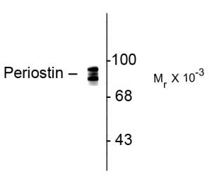 Anti-Periostin (pan)
