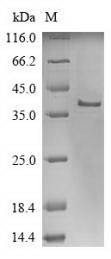 p53 apoptosis effector related to PMP-22 (PERP), human, recombinant
