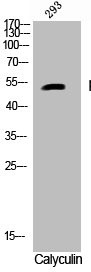 Anti-Phospho-CASP9 (S196)