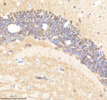 Anti-Zebrafish Psmc5 / 26S proteasome regulatory subunit 8