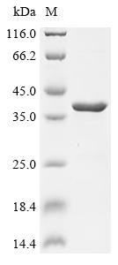 Alpha-hemolysin (hly), Staphylococcus aureus, recombinant