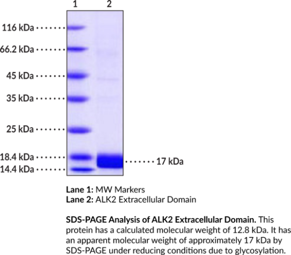 ALK2 Extracellular Domain (human, recombinant)