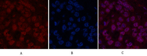 Anti-Histone H2B, clone Mix