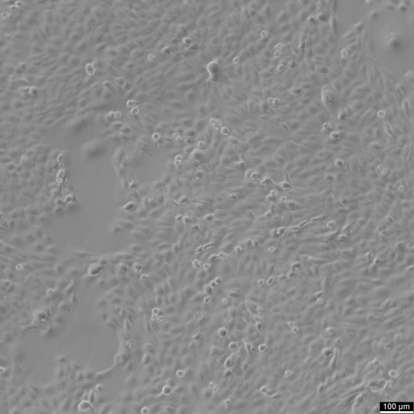 HNO97 Cells