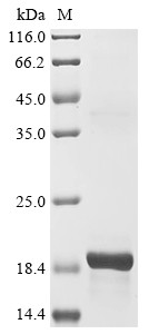 Natriuretic peptides B (Nppb), mouse, recombinant
