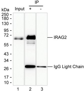 Anti-IRAG2