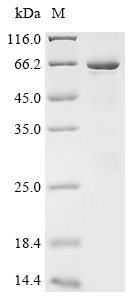 Polypyrimidine tract-binding protein 1 (PTBP1), human, recombinant