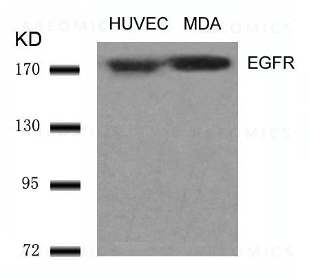 Anti-EGFR(Ab-1070) Antibody