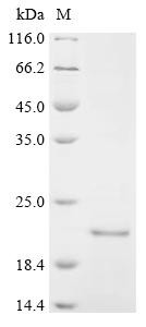 Mitofusin-2 (Mfn2), partial, mouse, recombinant