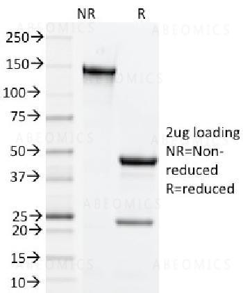 Anti-CD134, Mouse (OX40) Monoclonal Antibody (Clone: OX-86)