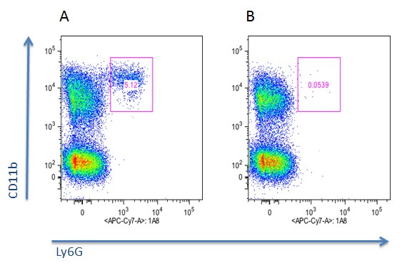Anti-Neutrophils (mouse) (blocking), clone Nimp-R14, Biotin conjugated