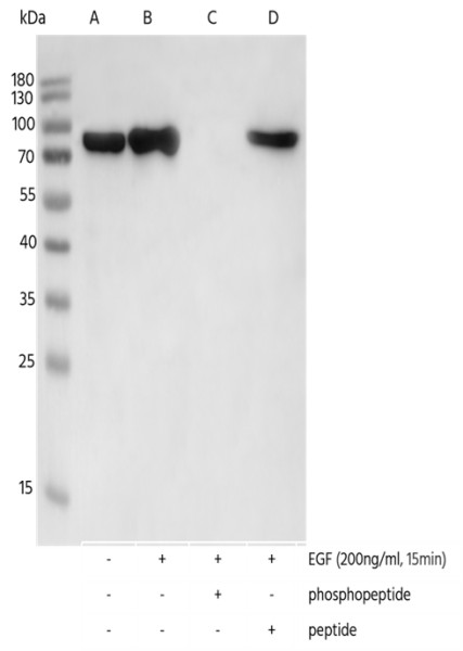 Anti-Phospho-p90RSK (Thr359, Ser363) Monoclonal Recombinant Antibody