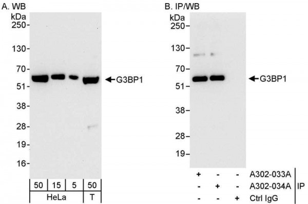 Anti-G3BP1