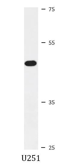 Anti-Cyclin B2