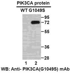 Anti-PIK3CA (G1049S)