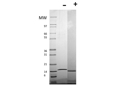 CD40 Ligand (AF)