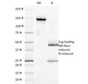 Anti-CD32, clone 7.3
