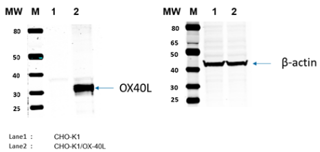 CHO-K1/OX-40L Stable Cell Line