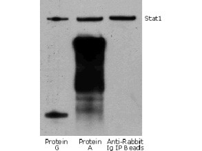 Anti-Rabbit IgG HRP conjugated (Rabbit TrueBlot®), clone eB182