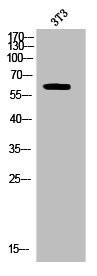 Anti-Phospho-DPYSL2 (T514)