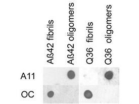 Anti-Amyloid Oligomers (A11)