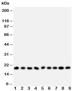 Anti-Ribonuclease A