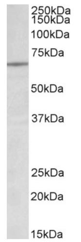 Anti-Lamin B1 (isoform 1)