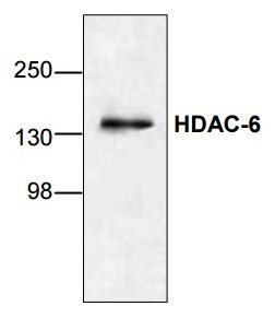 Anti-HDAC6