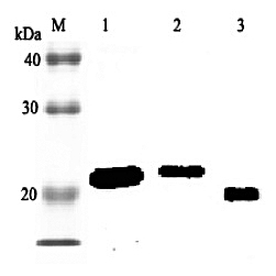 Anti-RBP4 (rat), Biotin conjugated