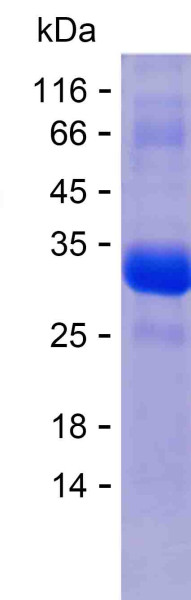 PFN2 (human), recombinant protein