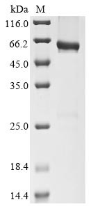 CD177 antigen (CD177), partial, human, recombinant