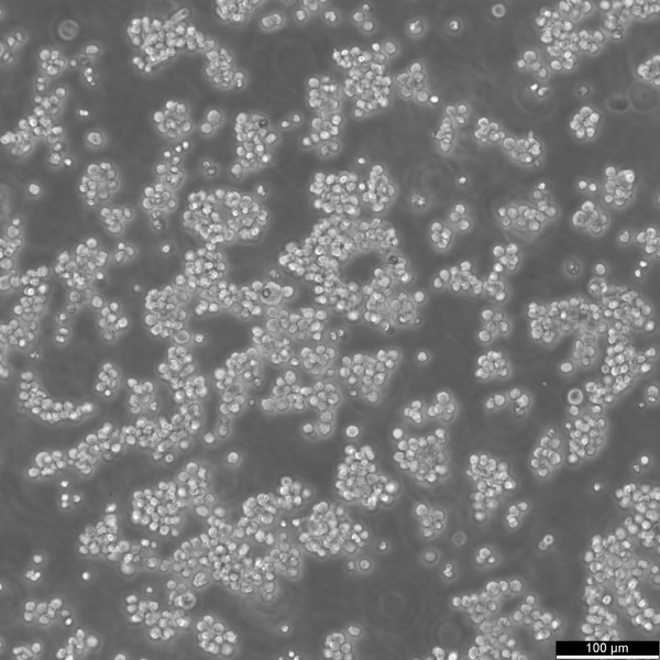 MOLP-8 Cells