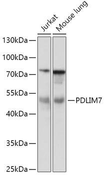 Anti-PDLIM7