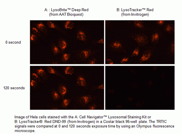 Cell Navigator(TM) Lysosomal Staining Kit *Deep Red Fluorescence*