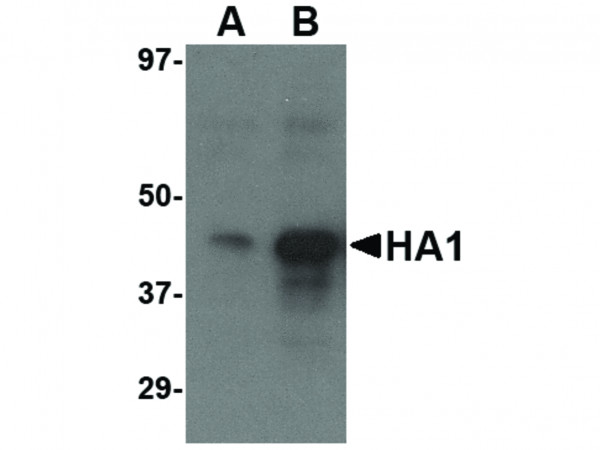 Anti-Avian Influenza Hemagglutinin 3