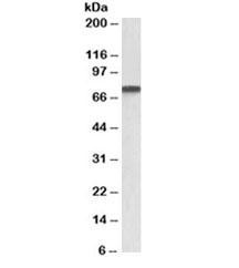 Anti-Progranulin