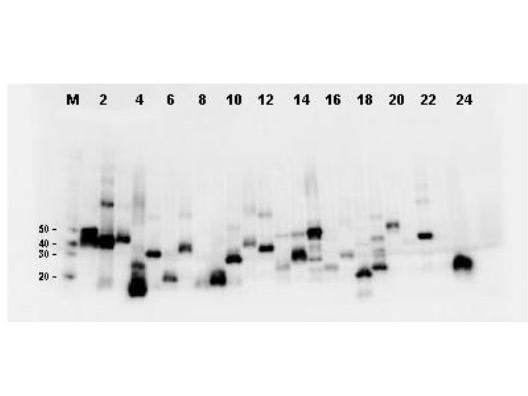 Anti-FLAG(TM) conjugated proteins, clone 6F4.E4