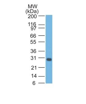 Anti-bcl-x(BX006), CF405S conjugate, 0.1mg/mL