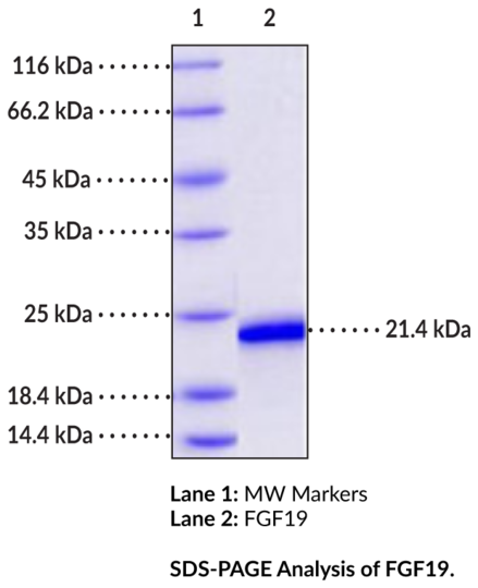 FGF19 (human, recombinant)