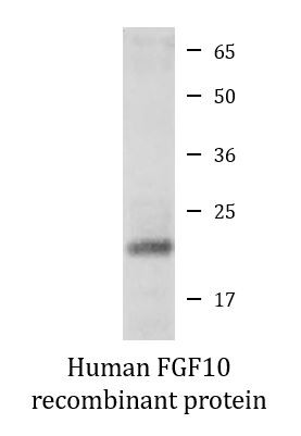 Human FGF10 recombinant protein (Active)