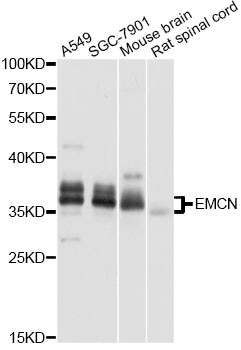 Anti-EMCN