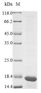 Prohibitin (Phb), partial, mouse, recombinant