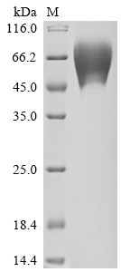 Trophoblast glycoprotein (TPBG), human, recombinant