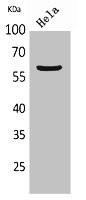 Anti-FMO3