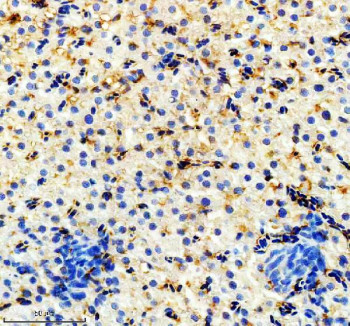 Anti-Zebrafish Hmox1a / Hmox1 / Heme oxygenase